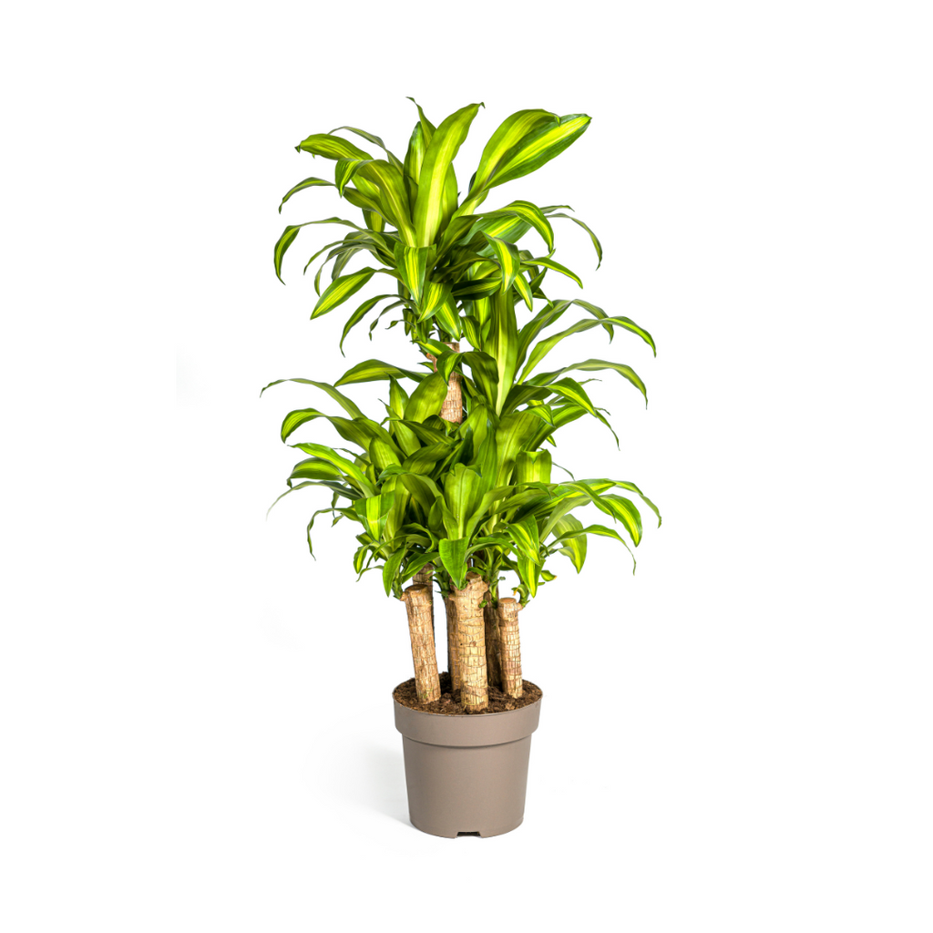 Dracaena fragrans Massangeana Carrousel (Drachenbaum) – Ø 30 cm, 130–150 cm hoch