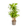 Dracaena fragrans Massangeana Carrousel (Drachenbaum) – Ø 30 cm, 130–150 cm hoch