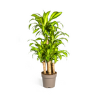 Dracaena fragrans Massangeana Carrousel (Drachenbaum) – Ø 30 cm, 130–150 cm hoch