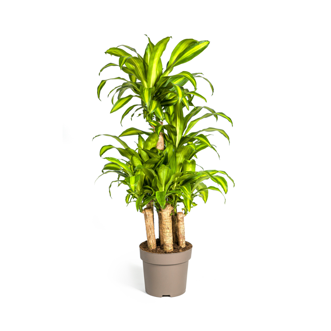 Dracaena fragrans Massangeana Carrousel (Drachenbaum) – Ø 30 cm, 130–150 cm hoch