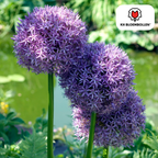 Prydster 'Globemaster' – 5 blomsterløg