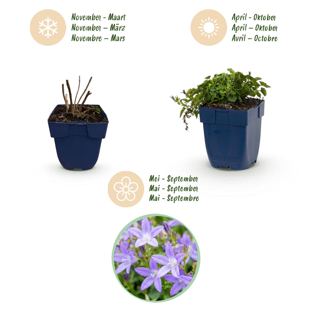 Campanula poscharskyana 'Stella' (jacinthe à feuilles de pêcher) – violet – 3 plants, Ø11 cm, 15–25 cm de haut – photo 4