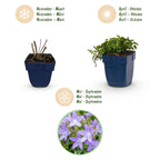 Campanula poscharskyana 'Stella' (jacinthe à feuilles de pêcher) – violet – 3 plants, Ø11 cm, 15–25 cm de haut