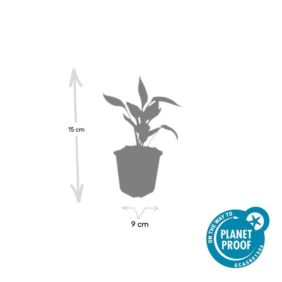 Echinacea p. 'White Swan' (coneflower) – 60 plants, Ø9 cm, 10–25 cm high – photo 3