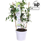 Trachelospermum 'Star Of Venice' (Tuscan jasmine) – Ø15 cm, 65 cm high