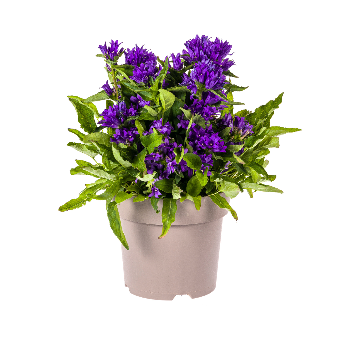 Campanula 'Glomerata Genti Blue' (klokjesbloem) – Ø19 cm, 30–40 cm hoog