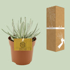Senecio Scaposus (ærteplante) – Ø10 cm, 15 cm høj