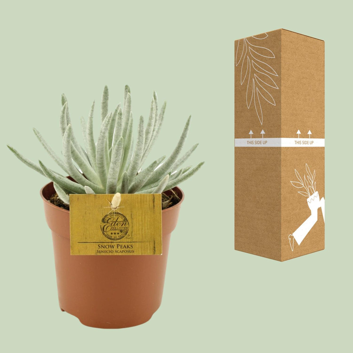 Senecio Scaposus (ærteplante) – Ø10 cm, 15 cm høj