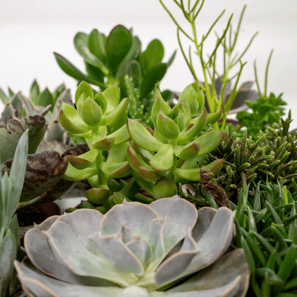 Vetplanten – Ø8 cm, 10 cm hoog