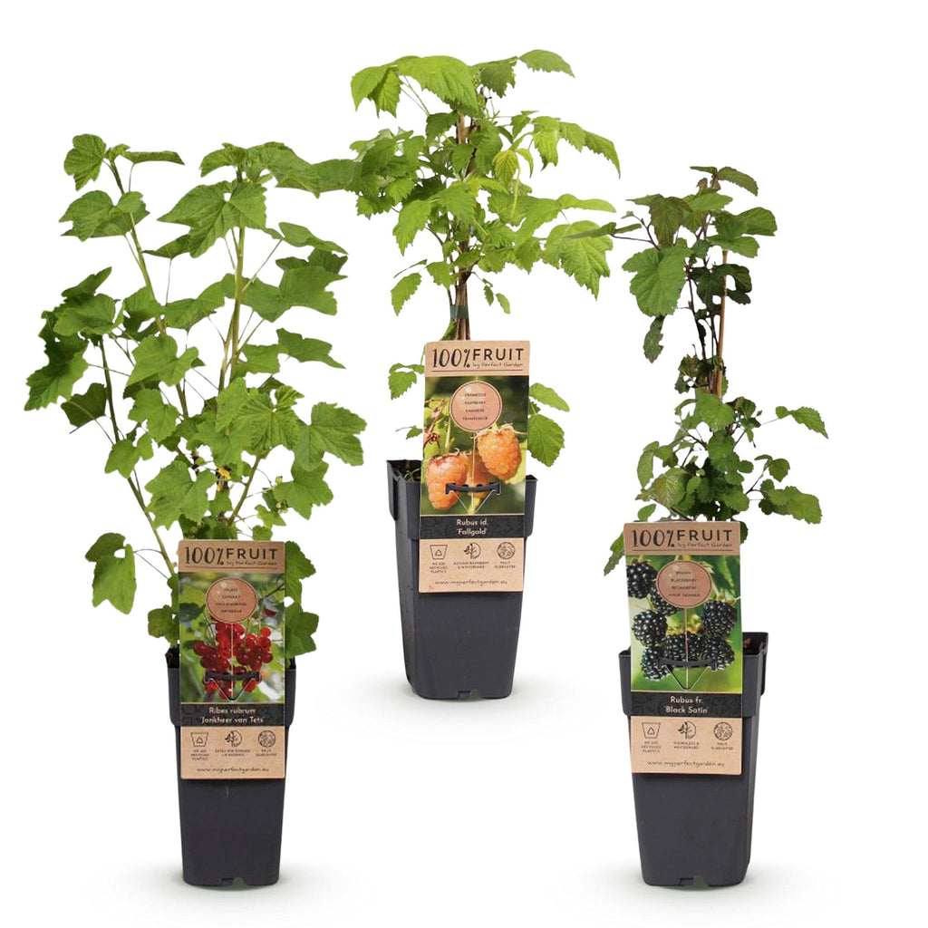 Ribes-rubes 'Mix' (dreifarbig) – 3 Pflanzen, Ø 15 cm, 50 cm hoch – Bild 3