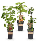 Ribes-rubes 'Mix' (dreifarbig) – 3 Pflanzen, Ø 15 cm, 50 cm hoch