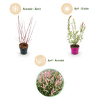 Salix 'Flamingo' (wilg) – Ø17 cm, 40–50 cm hoog