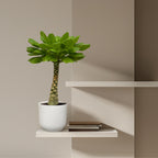 Brighamia Insignis (Hawaii-palme) – Ø12 cm, 25 cm høj