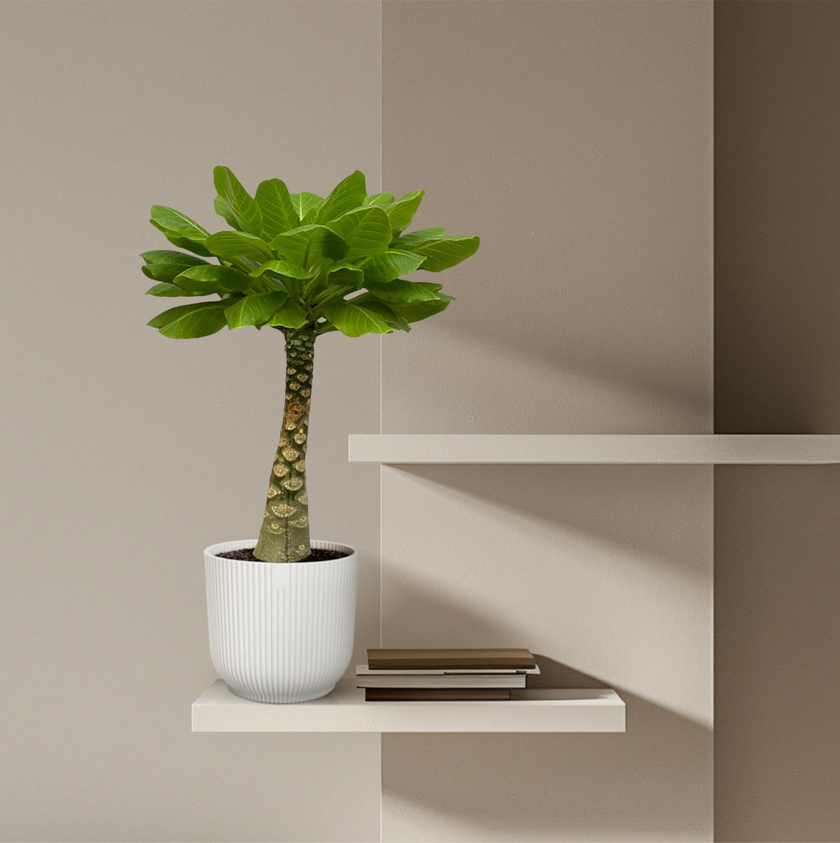 Brighamia Insignis (Hawaii-Palme) – Ø12 cm, 25 cm hoch