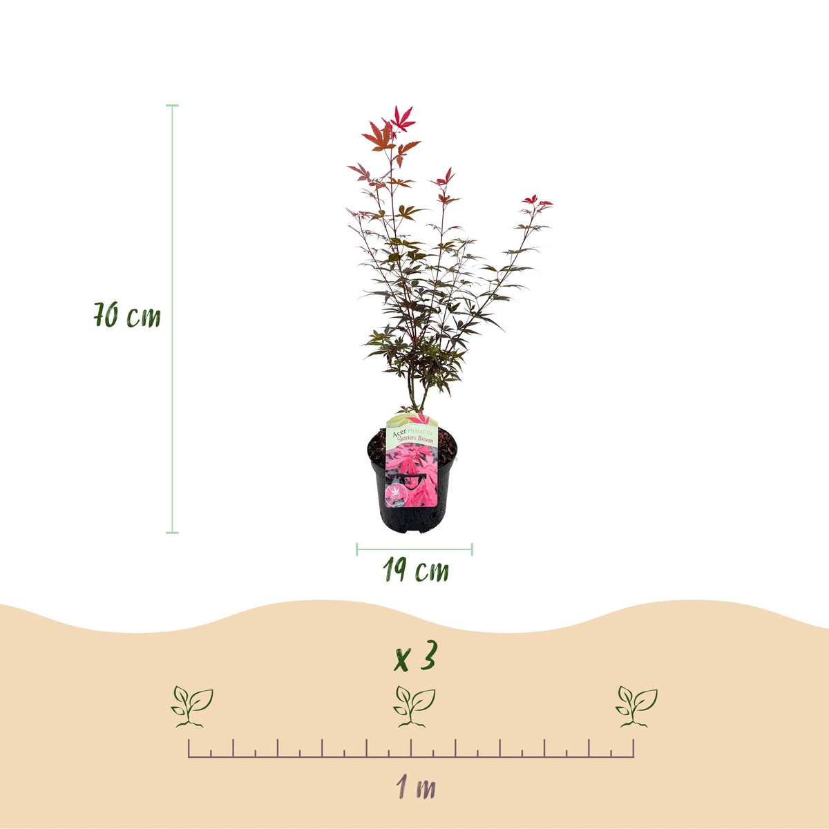 Acer palmatum 'Skeetsers Broom' (Japanischer Ahorn) – violett – 2 Pflanzen, Ø 19 cm, 70 cm hoch – Bild 3