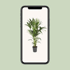Howea forsteriana (kentiapalm) – Ø21 cm, 120 cm hoog