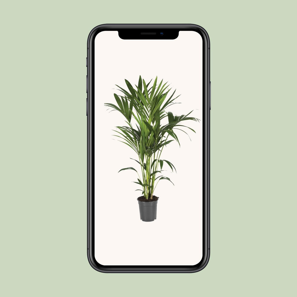 Howea forsteriana (Kentia-Palme) – Ø 21 cm, 120 cm hoch