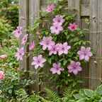 Clematis 'Hagley Hybrid' (grimpette) – rose – 4 plantes, Ø9 cm, 35 cm de haut