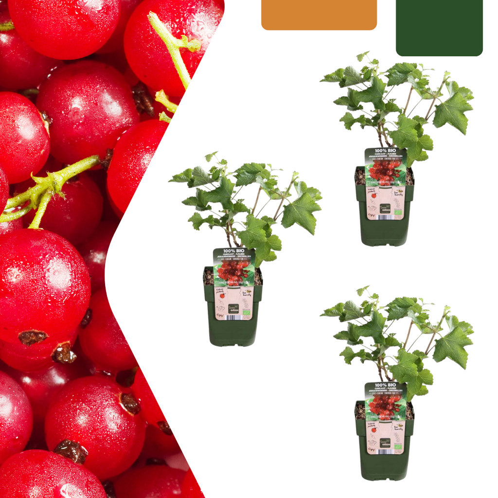 Redcurrant (Ribes uva-crispa) organic – 3 plants, Ø13 cm, 20 cm high