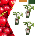 Redcurrant (Ribes uva-crispa) organic – 3 plants, Ø13 cm, 20 cm high