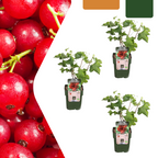 Redcurrant (Ribes uva-crispa) organic – 3 plants, Ø13 cm, 20 cm high