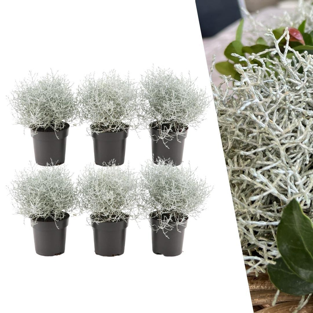 Calocephalus (silver bush) – 6 plants, 15 cm tall