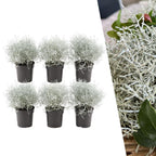 Calocephalus (silver bush) – 6 plants, 15 cm tall