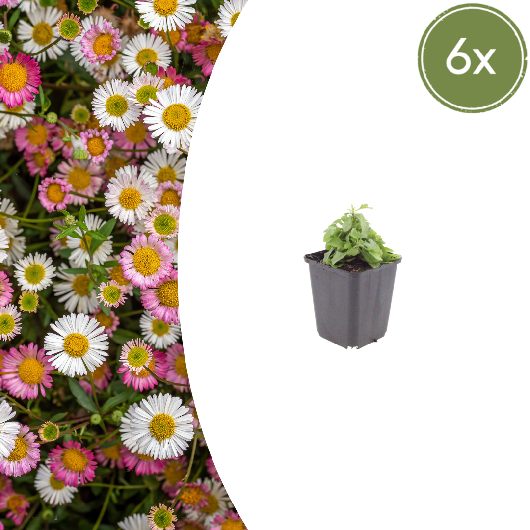 Erigeron karvinskianus (Mexican fleabane) – 6 plants, Ø9 cm, 10–25 cm tall – photo 2