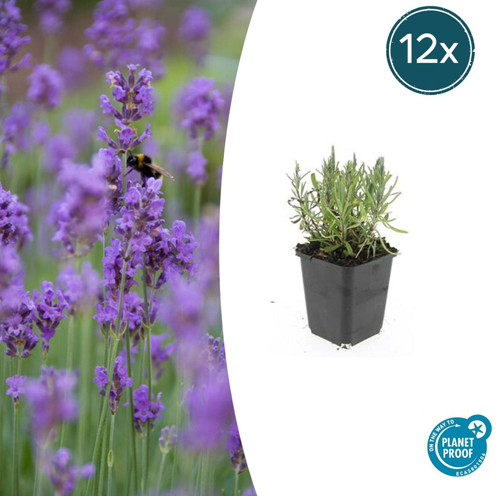 Lavandula angustifolia 'Munstead' (lavendel) – 12 planten, Ø9 cm, 10–25 cm hoog – foto 2
