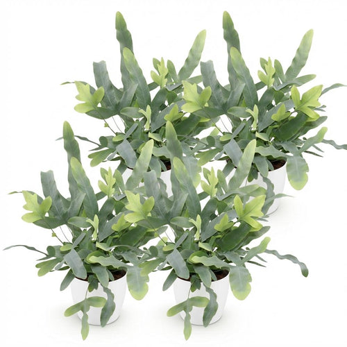 4× Phlebodium aureum Blue Star (Blaufarn) im weißen Zier-Tontopf – Ø 12 cm, 25 cm hoch