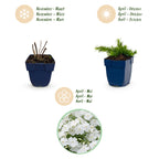 Phlox 'Maischnee' (Leitkraut) – weiß – Ø11 cm, 15–25 cm hoch