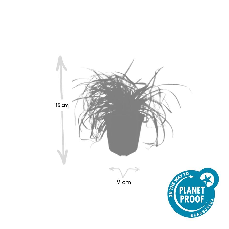 Carex oshim. 'Evergold' (zegge) – 24 planten, Ø9 cm, 10–25 cm hoog