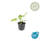 Phlomis russeliana (Russel-Königskerze) – 60 Pflanzen, Ø 9 cm, 10–25 cm hoch