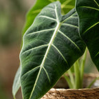 Alocasia Frydek (elefantøre) med kurv – Ø19 cm, 60 cm høj