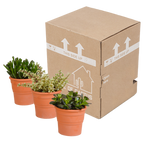 Mélange de Crassula (plante jade) en pot en terre cuite – Ø 11 cm, 21 cm de haut