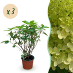 Hydrangea panniculata 'Limelight' (panicle hydrangea) – 3 plants, Ø12 cm, 20–30 cm high