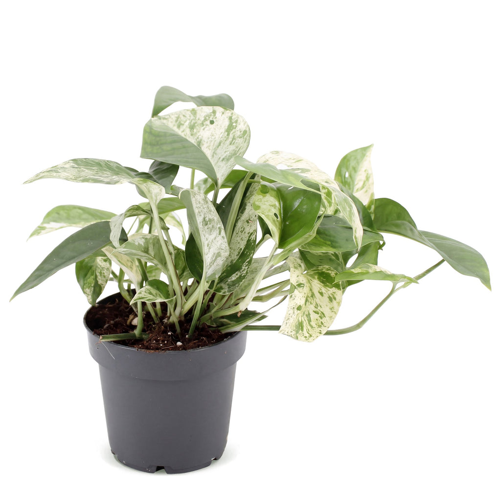 Epipremnum Marble Variegata (Scindapsus) – Ø 12 cm, 20 cm hoch