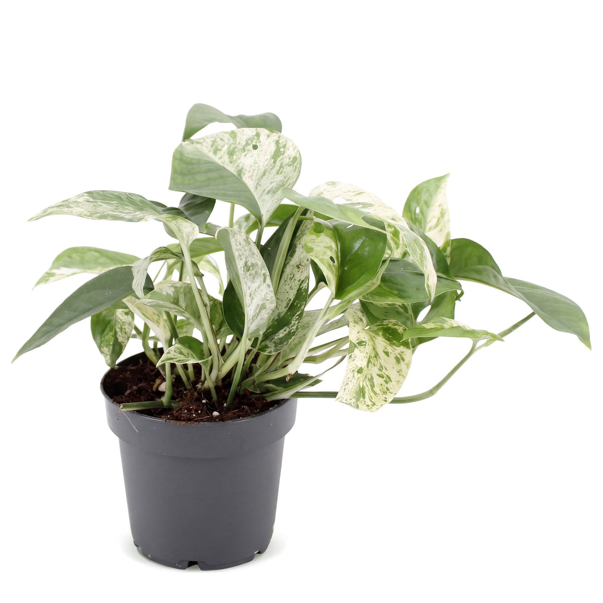 Epipremnum Marble Variegata (scindapsus) – Ø12 cm, 20 cm høj