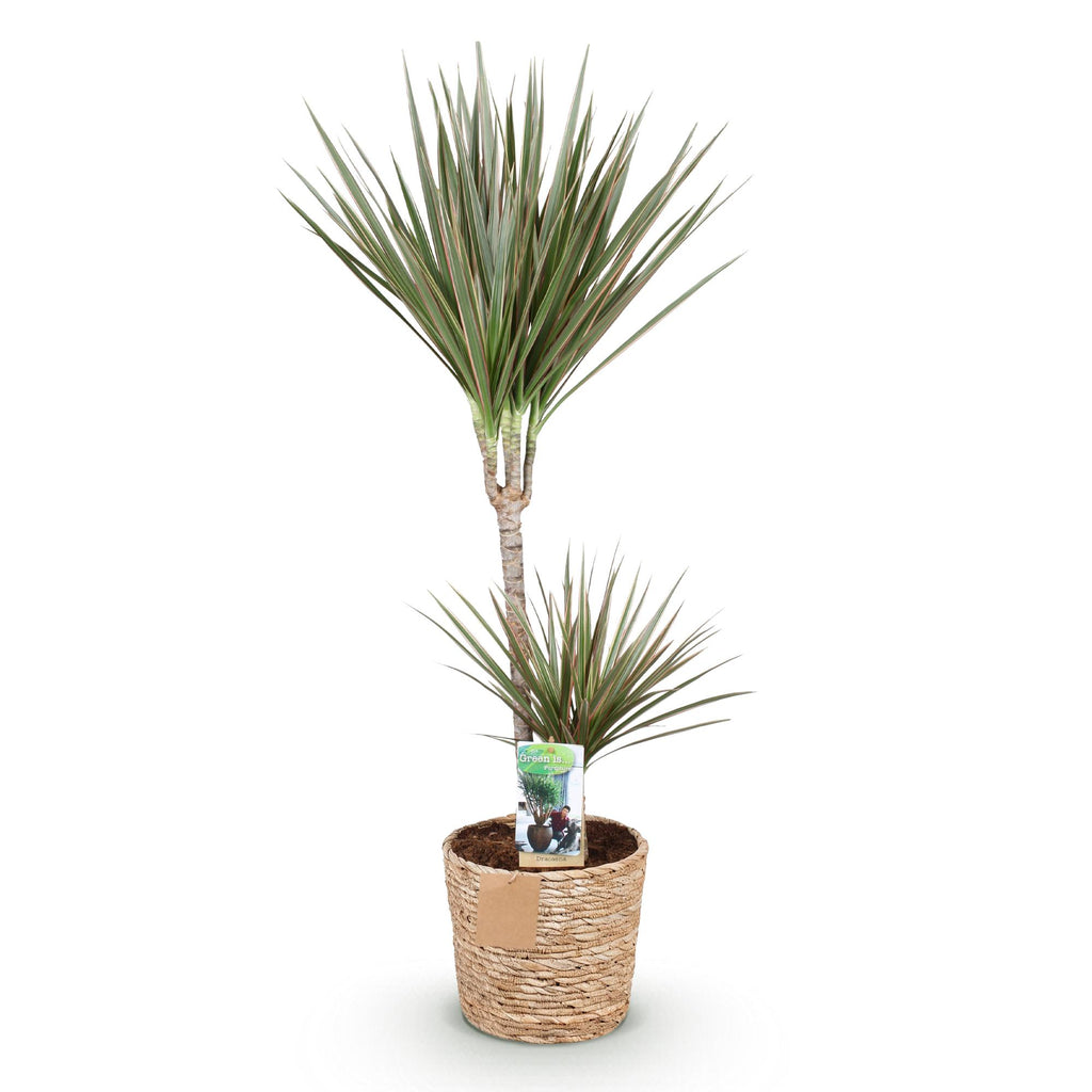 Dracaena marginata Bicolor (arbre dragonnier) avec panier – Ø21 cm, 90–100 cm de haut
