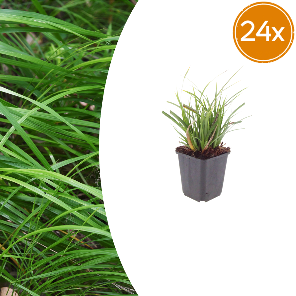 Carex morrowii (laîchue) – 24 plantes, Ø9 cm, 10–25 cm de haut