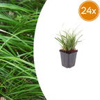 Carex morrowii (laîchue) – 24 plantes, Ø9 cm, 10–25 cm de haut