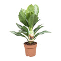 Aglaonema Silver Bay – Ø17 cm, 55 cm hoog