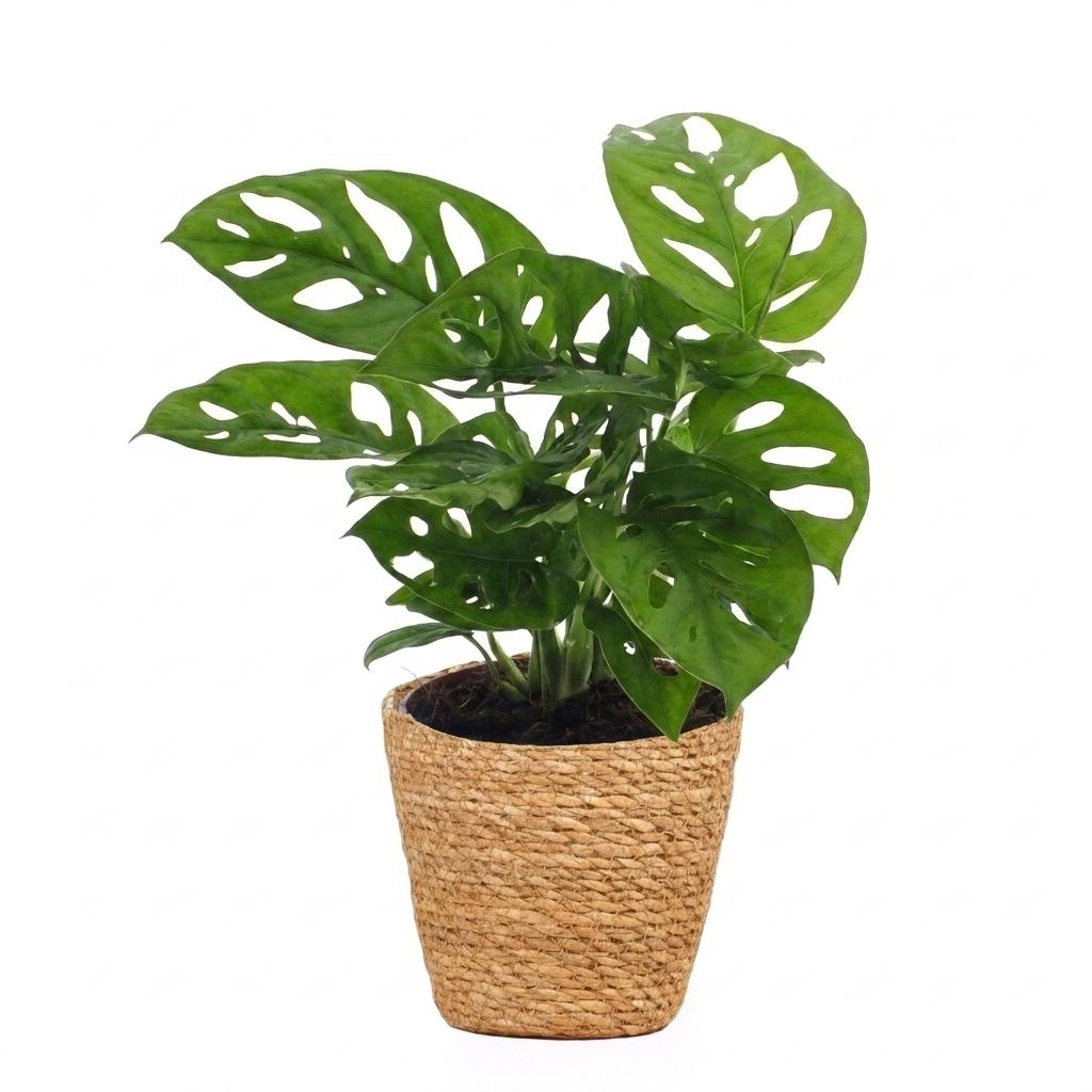 Monstera adansonii (mini-monstera) avec panier – Ø12 cm, 25 cm de haut