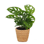 Monstera adansonii (mini-monstera) avec panier – Ø12 cm, 25 cm de haut