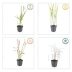 Imperata cylindrica 'Red Baron' (Japanisches Blutgras) – 48 Pflanzen, Ø9 cm, 10–25 cm hoch