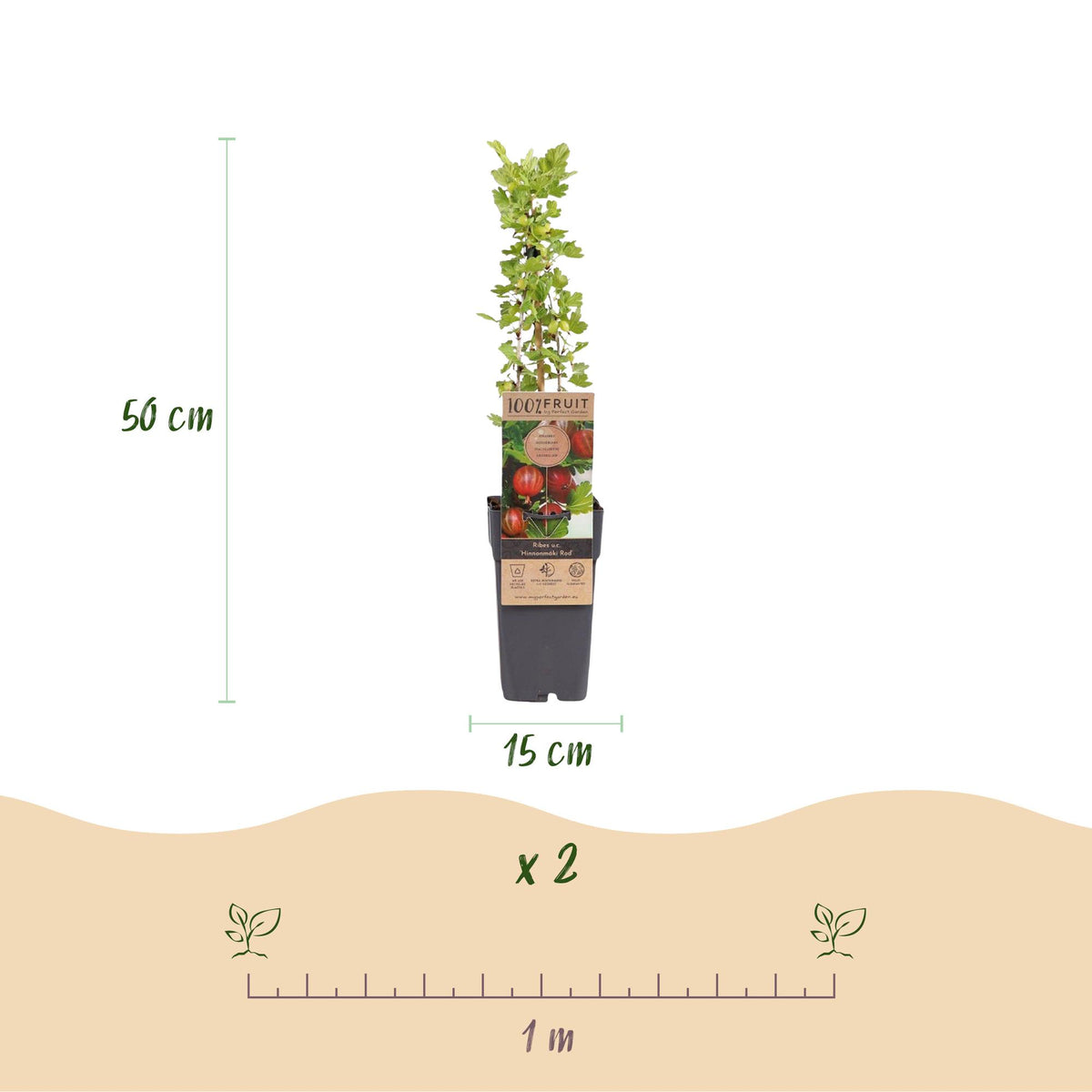 Ribes uva-crispa 'Hinnonmäki Röd' (gooseberry) – 2 plants, Ø15 cm, 50 cm high – photo 3