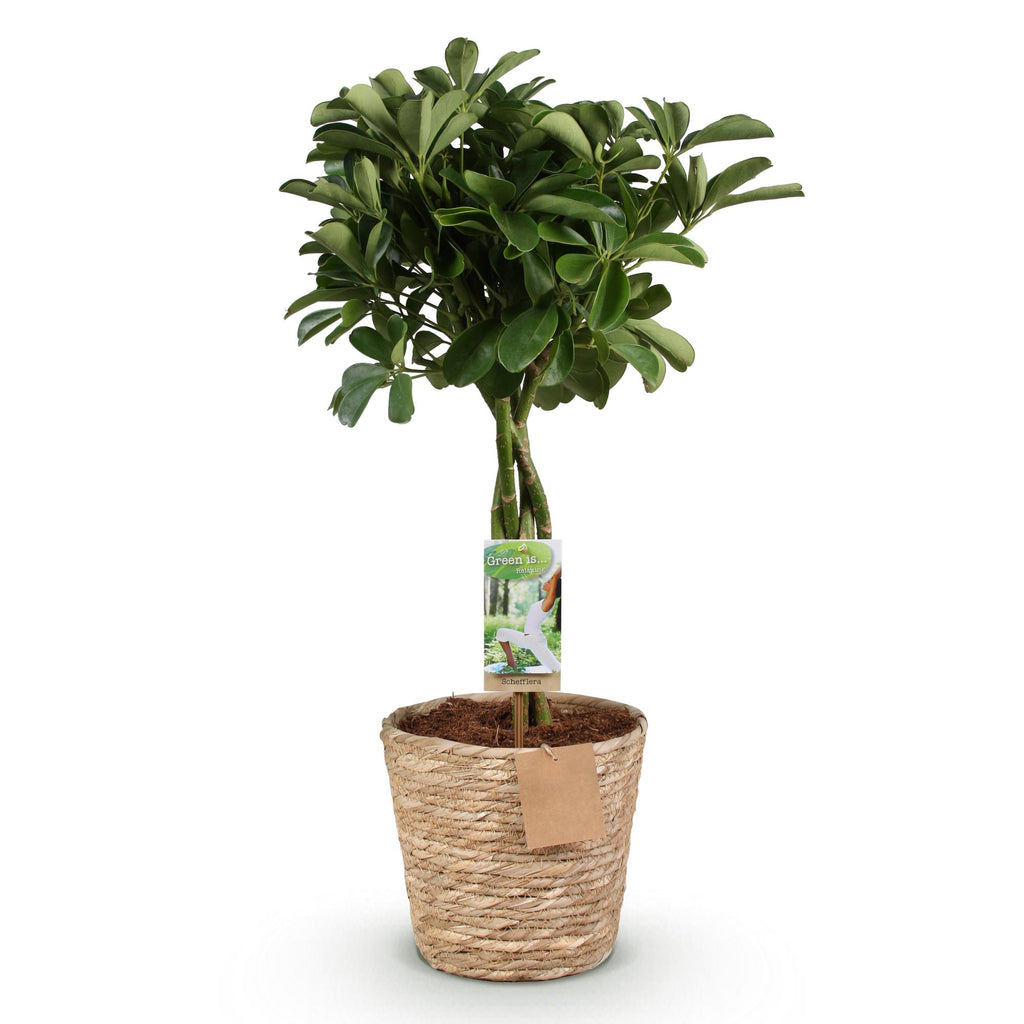 Schefflera Nora (fingerbølme) med kurv – Ø21 cm, 70–82 cm høj