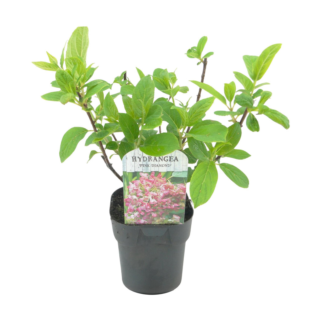 Hydrangea panniculata 'Pink Diamond' (hortensia) – rose-blanc – 3 plantes, Ø17 cm, 50 cm de haut – photo 2