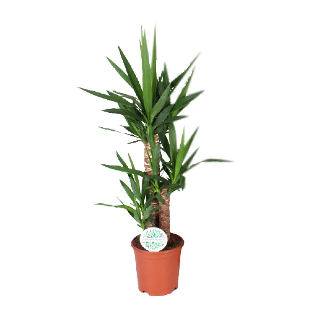 Yucca – Ø21 cm, 90 cm høj – art. 15939