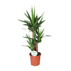 Yucca – Ø21 cm, 90 cm høj – art. 15939